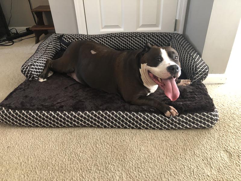 Boo trying out her bed for the first time