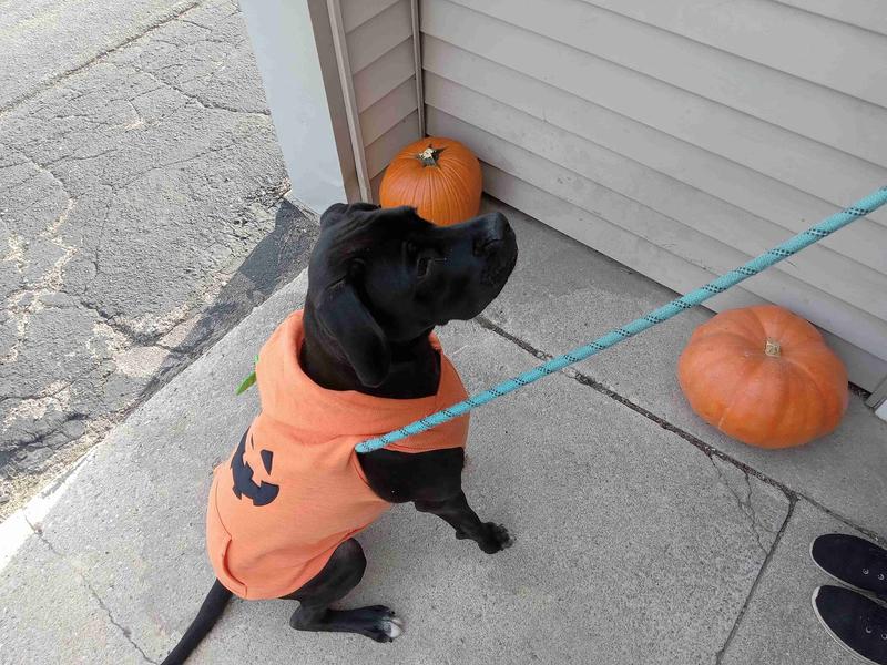 Little Pupkin Pumpkin & Dog Baby Burp Cloth