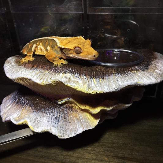 Crested gecko food outlet ledge