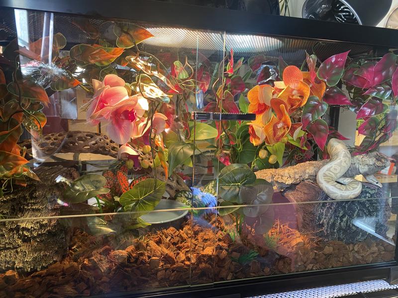 REPTI ZOO Full Knock Down Glass Reptile Terrarium, Black reviews