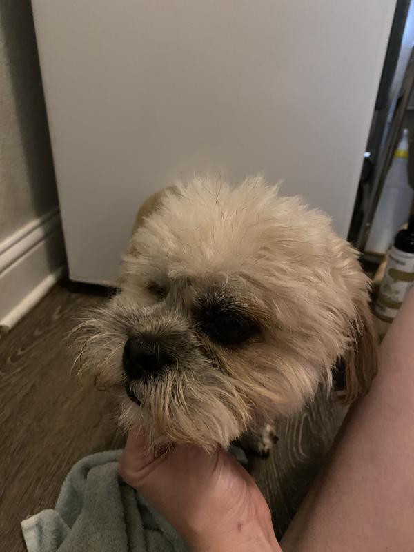 My baby Champ. He will be 12 on 02/04