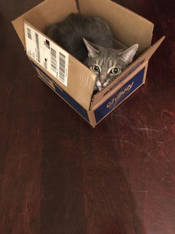 Hunter loves boxes