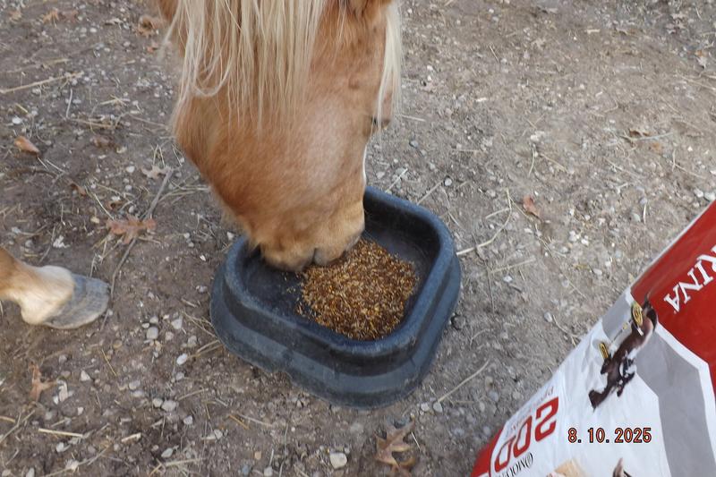 Today I used  pics of Mr Yoder ,my appaloosa  who was a rescue and Gambler's Golden Lady (AKA Gracie) who is a  Fox Trotter. As you can see, Mr. Yoder went for it big time! Had to take the bag away from him. Gracie dived right in to hers as well!