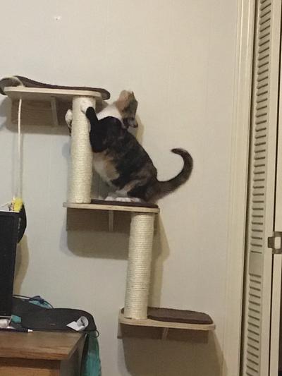 Using the scratching post just before she got the zoomies and fell off.