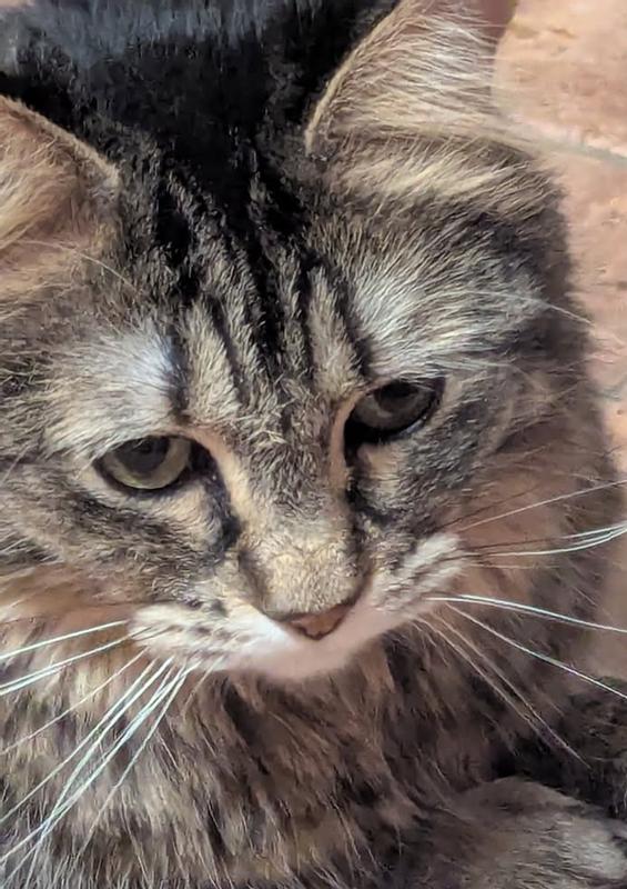 This is my daughter's cat, Nina.