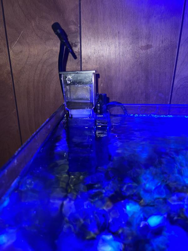 Sorry it is a little dark. Saltwater usually has blue lights over it.