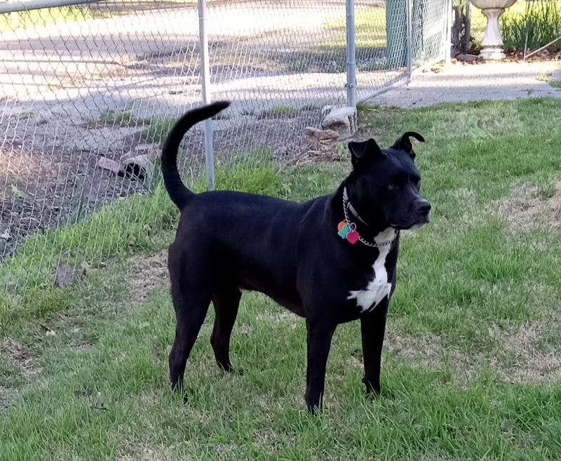 My good boy guard dog!