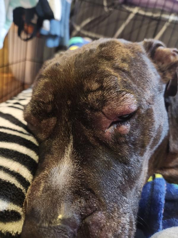 Slinky allergic to supplement