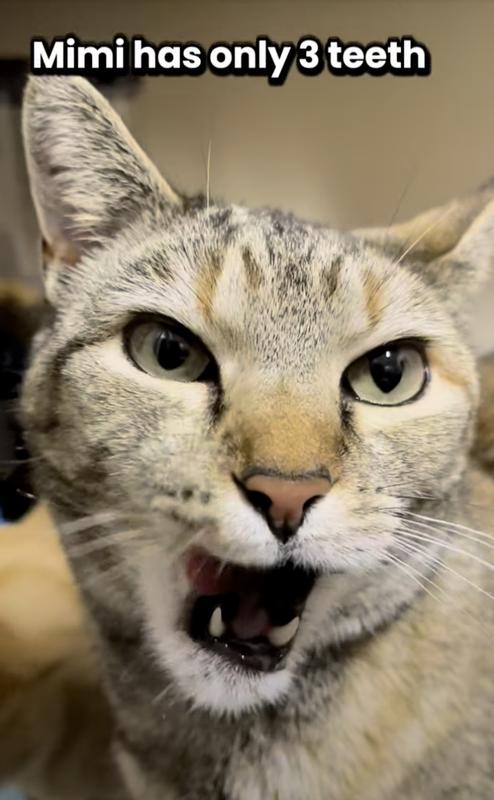 Excuse me, human, this is the BEST chicken & salmon I’ve ever tasted.