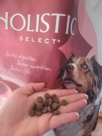 Holistic select hotsell senior dog food