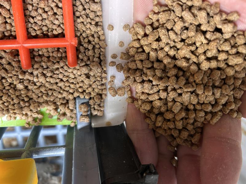 Left = Correct Size, Right = Size Chewy Shipping Extrusion Defect