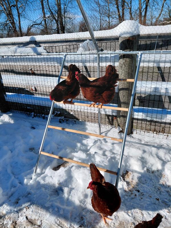 My chickens love the perch.