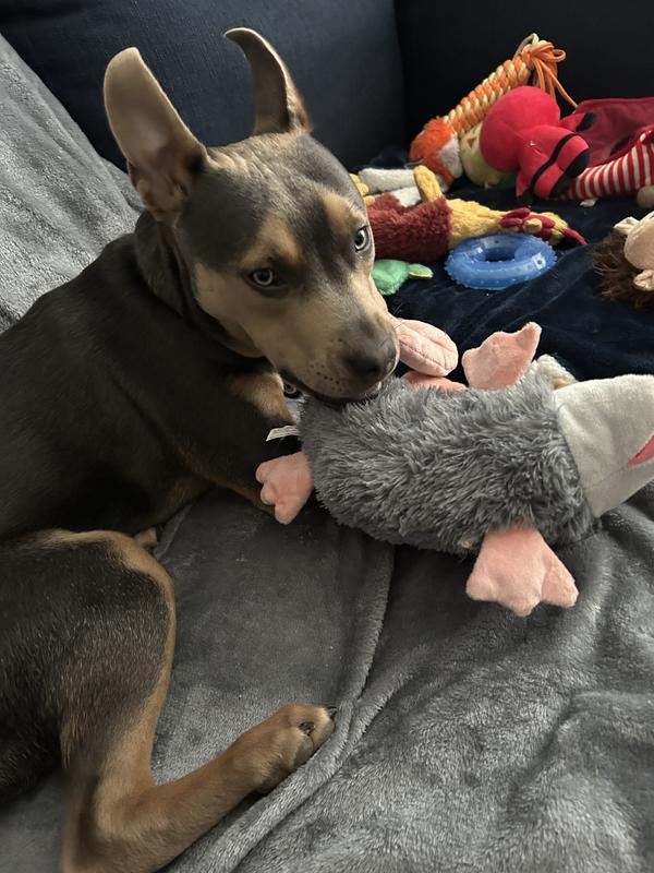 Tater and his possum