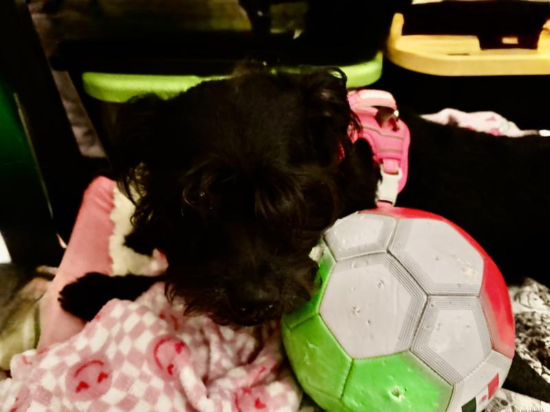 Raven Loooves a brand new soccer ball…until she destroys it within a very short time