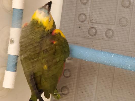 My Mort. Enjoying his shower.