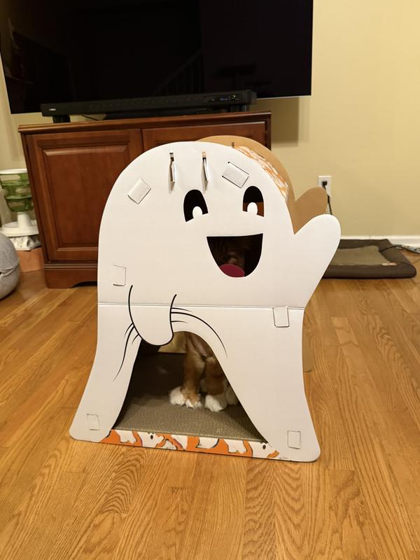 Maine Coon looking out the top window with headroom to spare