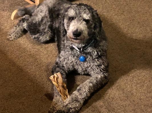Rontu loves Chewy