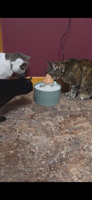 Hey guys, check out our new MUSHROOM fountain!