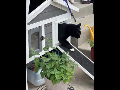 My 16 lb indoor cat likes to check things out