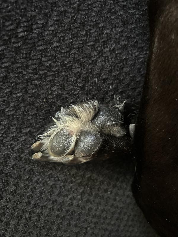 After using the product! I wish I had a picture of the shape her pads were in before. It definitely made a difference.