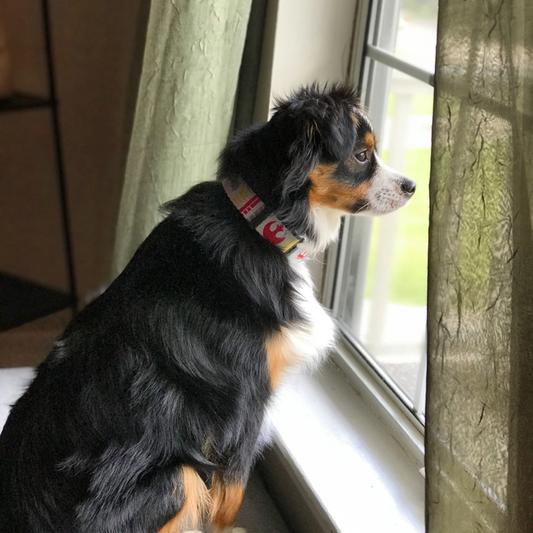 Poe Patrol on the lookout.