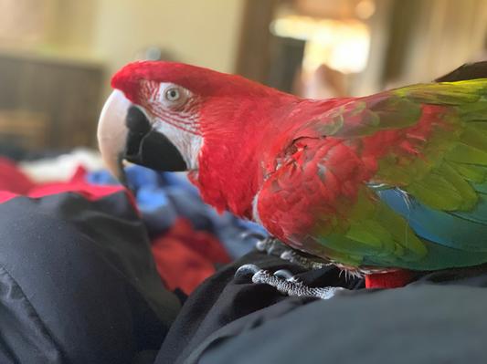 My Green Wing Macaw, Rose