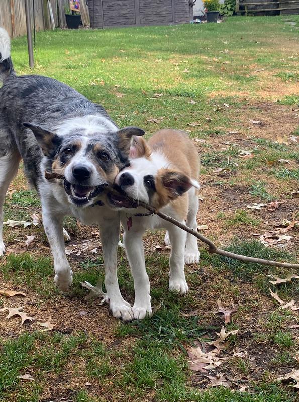 Meet Iris and Willow