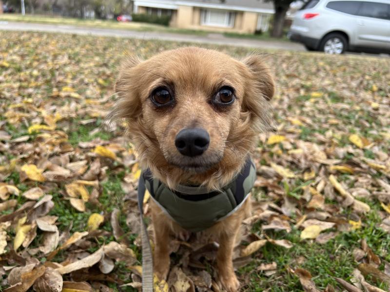 Thank you ORIJEN for keeping my tummy full and happy!