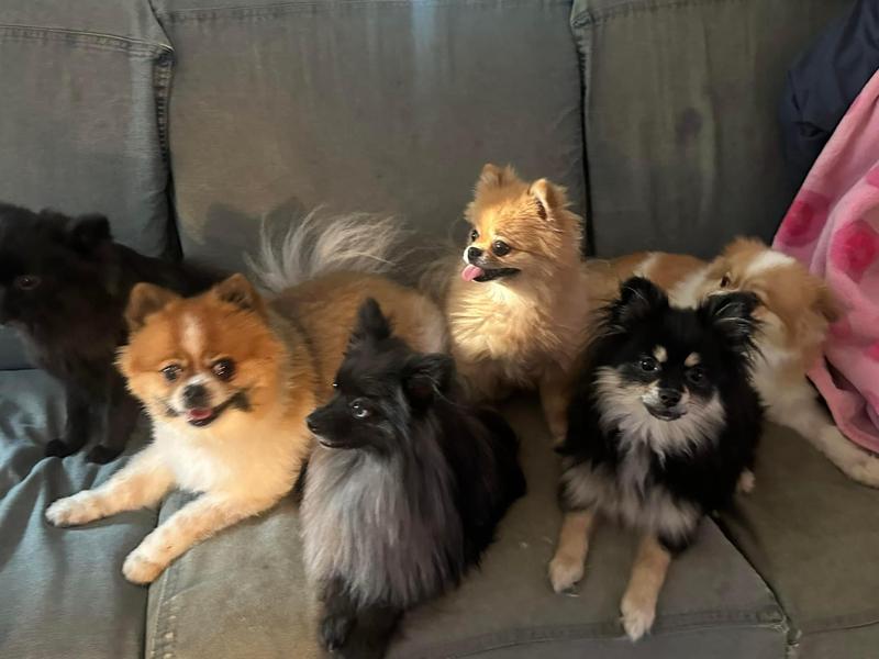 My Pomeranian Powerhouse