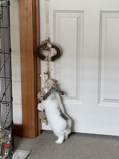 This is Winston reaching for the last treat at the top of his bunny mobile.