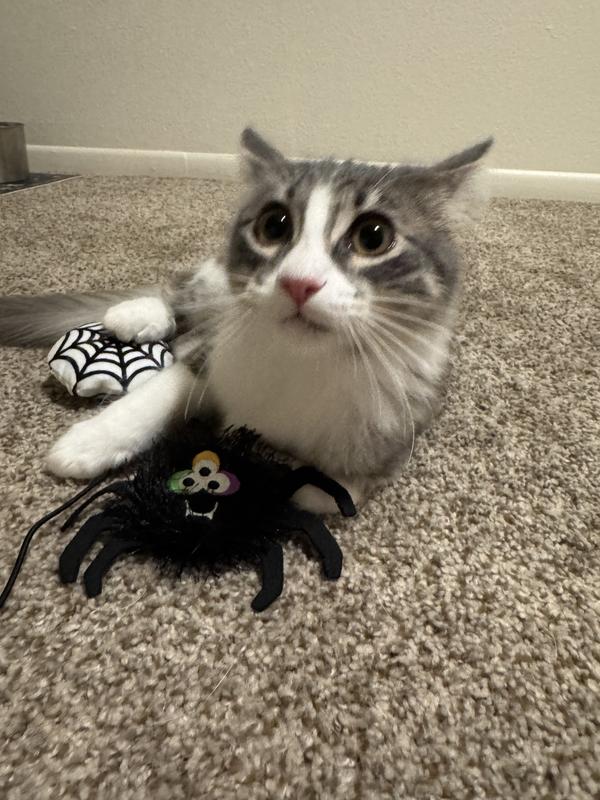 Her zoomies face like ^•,•^