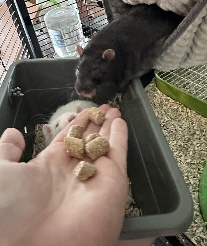 FIELD+FOREST BY KAYTEE Rat Food, 2lb bag