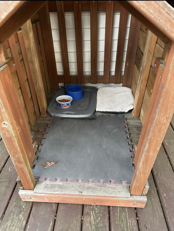 This is the house we built for strays cats