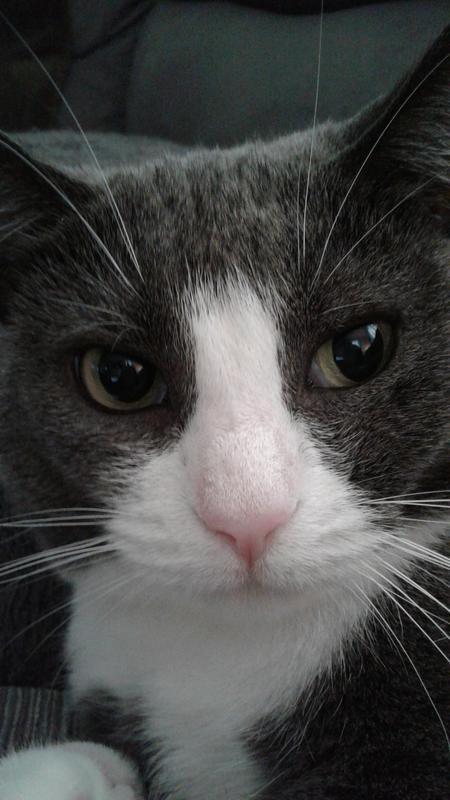 Her name is Gabby. She is 13 years old and love to "talk" a lot. She loves to be brushed almost daily and snuggles with me at bedtime.