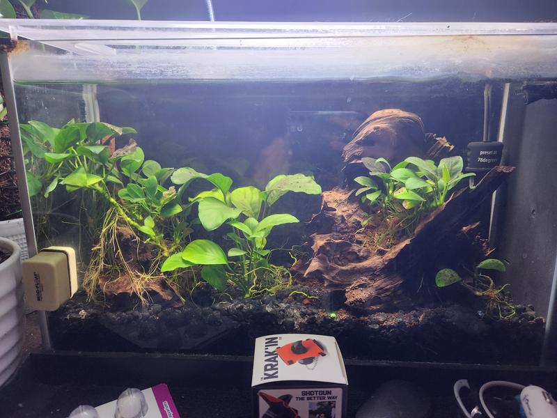 My snail tank! Getting a betta again shortly since my last passed after 2 years.