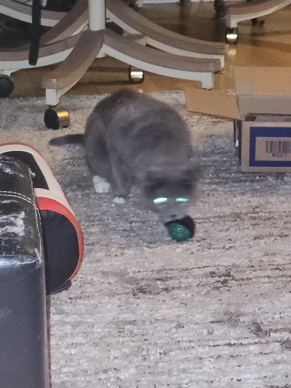 A gathering of cats to play with new toys!