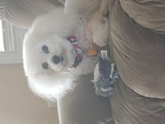 Bo he is 12 years and 8 months old