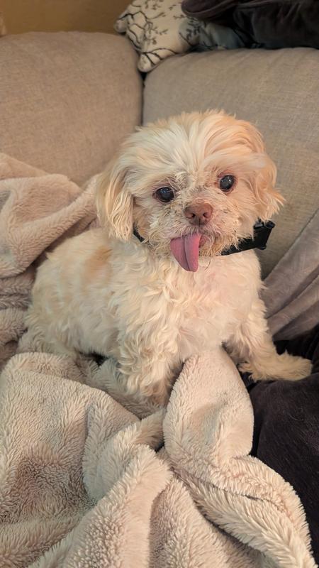 One of his favorite spots, on the couch😊