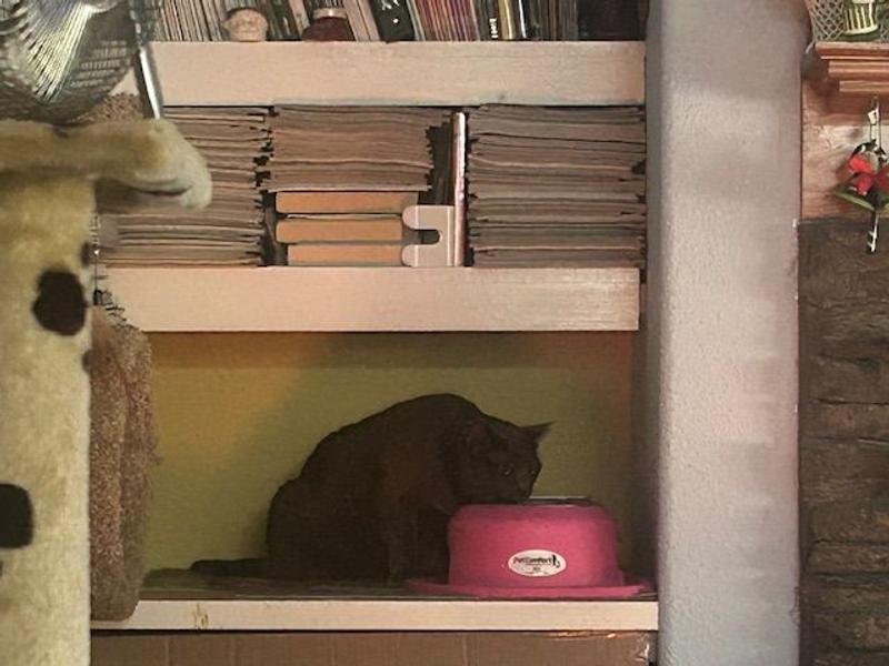 Gracie Drinking Her Water with Bone Broth