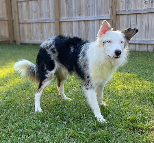 Mane and tail shampoo for outlet dogs