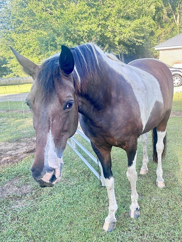 Sweetie, my easy keeper