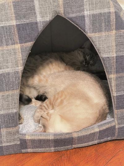 2 happy kitties