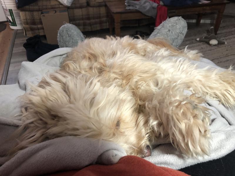 This is Bella Groomed