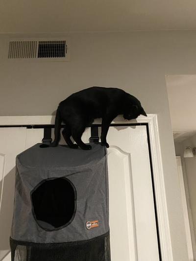 Panther on the very top