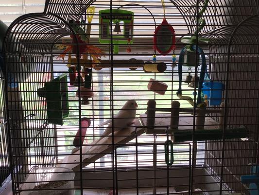 This is my disabled parakeet Snow I buy all her things from Chewy