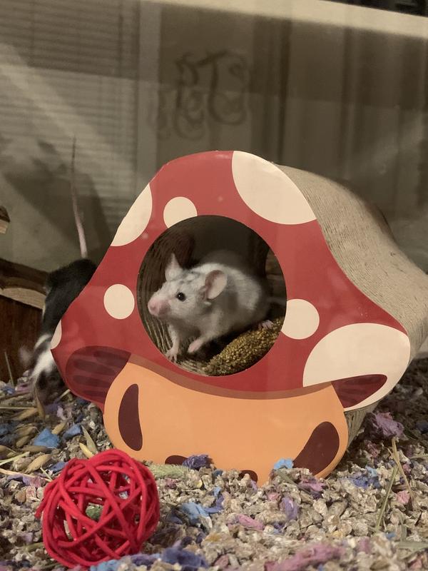 Frisco Mushroom Hide & Chew Small Pet Toy