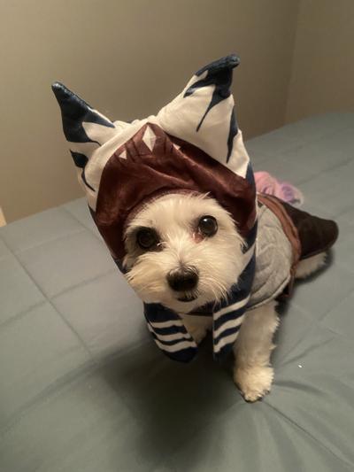 Shih-tzu/poodle in an Ahsoka costume