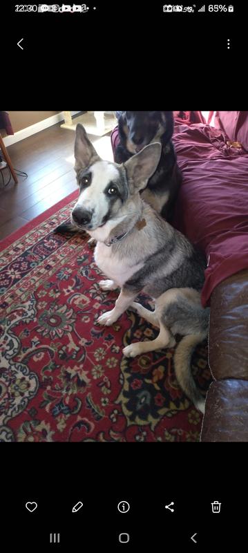 Seo Sa-Ram, (Korean for Auspicious Person), my sensitive tummy, too many allergies,  Panda colored German Shepherd.