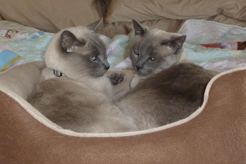 Jasmine and Bazinga resting after a delicious dinner.