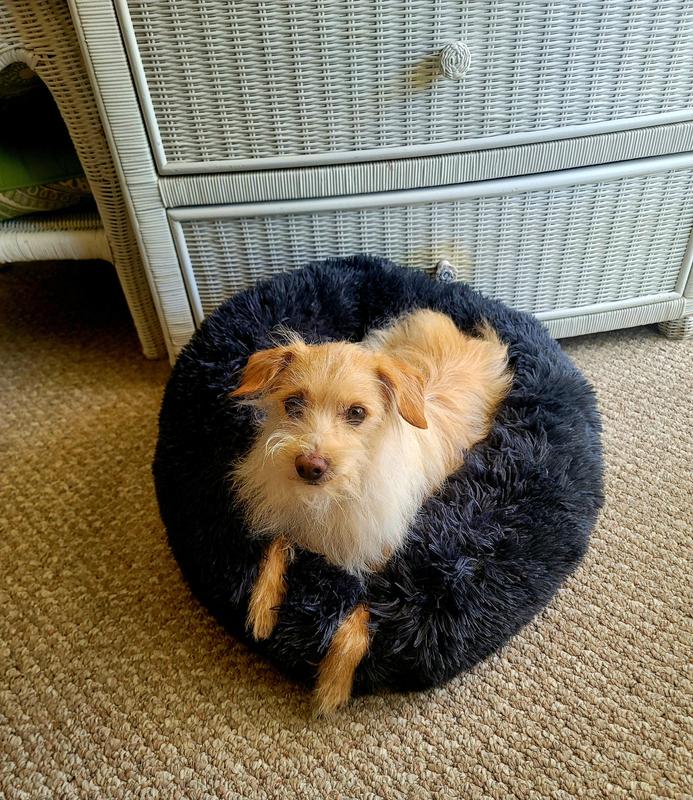 12 lb Terrier didn't fit